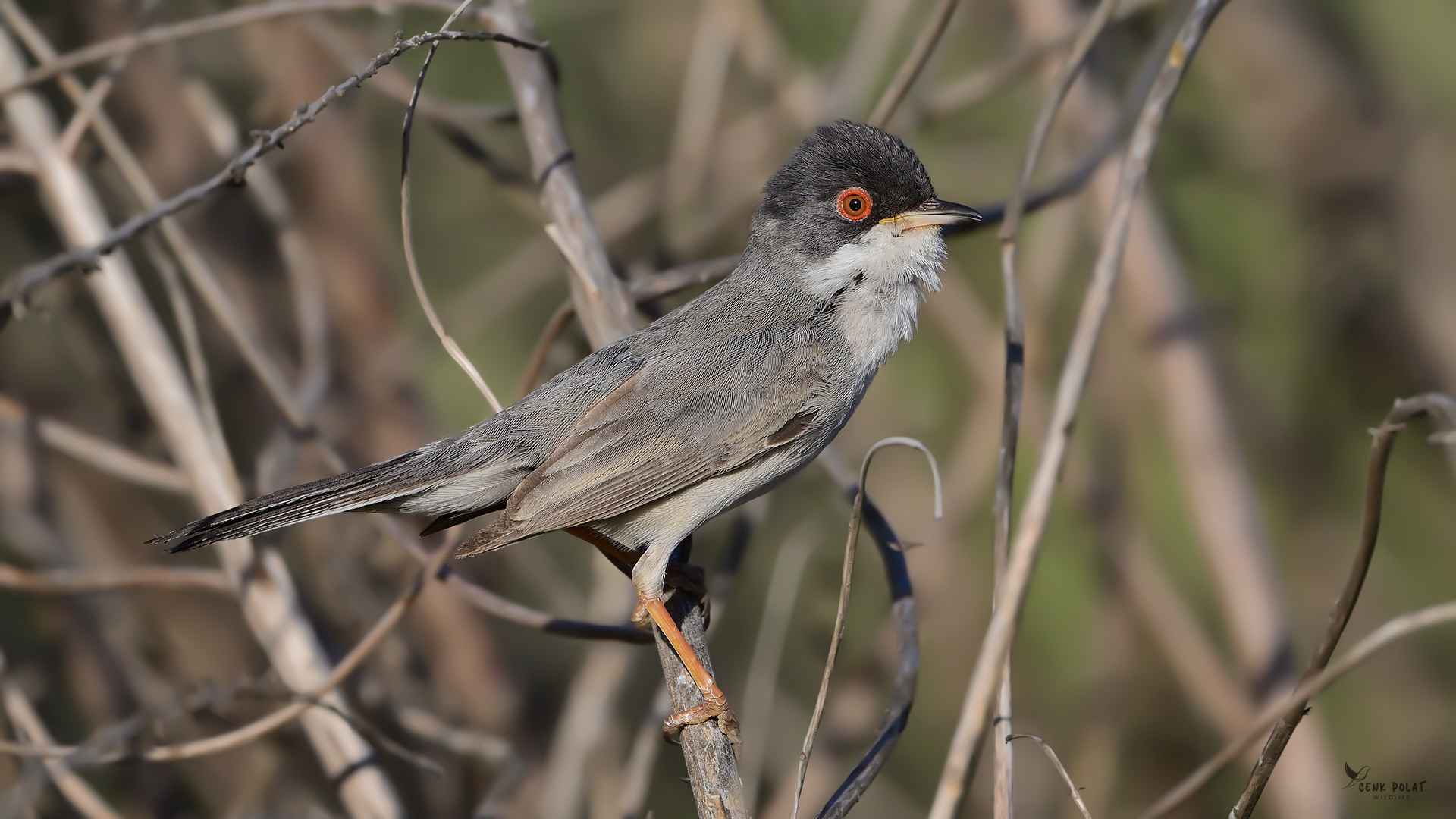 Menetries's Warbler